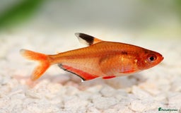 Tetras fish for sale: 6x Serpae Tetra - Image 3