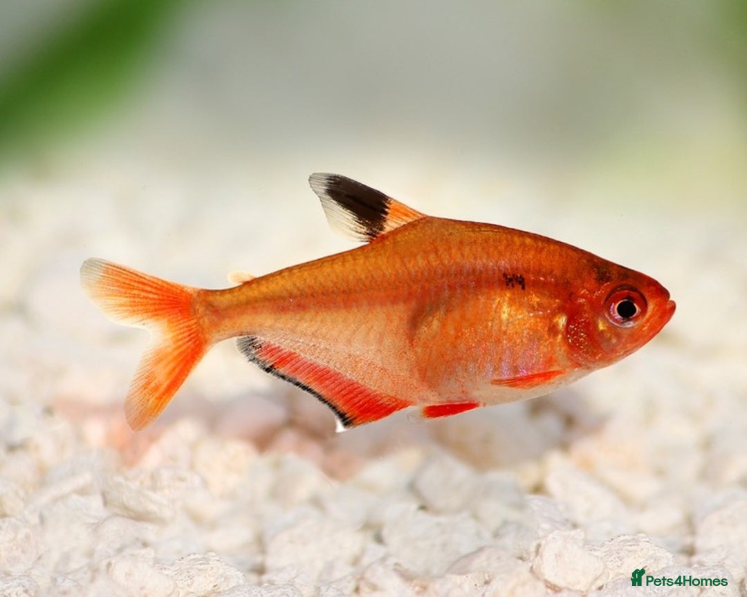 Tetras fish for sale: 6x Serpae Tetra - Image 3