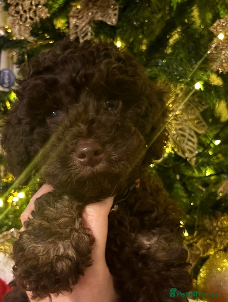 Cockapoo dogs Beautiful F2B Toy Cockapoo Puppies - Advert 3