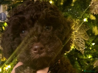 Cockapoo dogs Beautiful F2B Toy Cockapoo Puppies - Advert 3