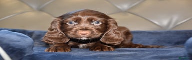 Cocker Spaniel Puppy 5