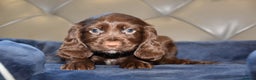 Cocker Spaniel dogs for sale: Kc Reg Health Tested Cocker Spaniel Puppies - Advert 6
