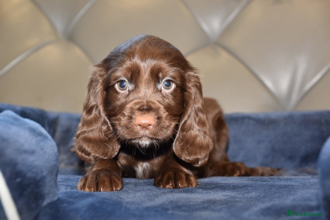 Cocker Spaniel dogs for sale: Kc Reg Health Tested Cocker Spaniel Puppies - Advert 6