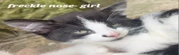 Mixed Breed cats for sale: Mixture of black & white ready to go mixed breed - Advert 7