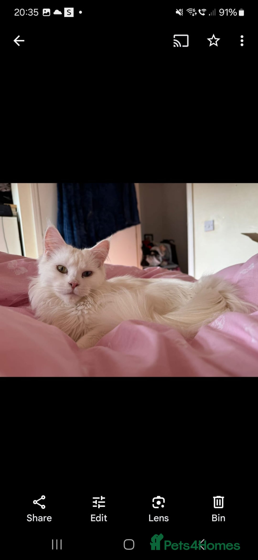 Maine Coon cats for sale: Beautiful cats looking for forever homes - Image 3