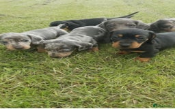 Miniature Dachshund dogs for sale: Miniature Dachshund Puppies  - Image 1