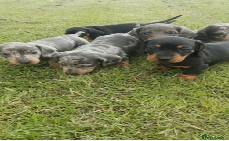 Miniature Dachshund dogs - Advert 1