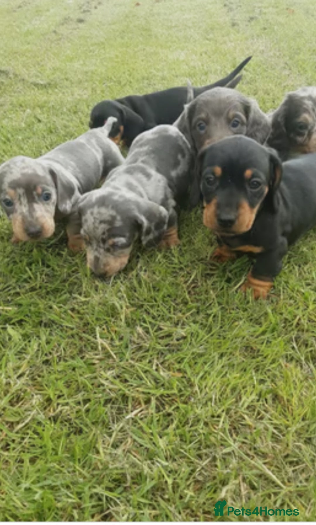 Miniature Dachshund dogs for sale: Miniature Dachshund Puppies  - Image 1