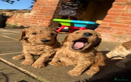 Irish Doodle dogs for sale: 6 beautiful F1b Irish Doodle puppies ❤️🐶 - Image 13