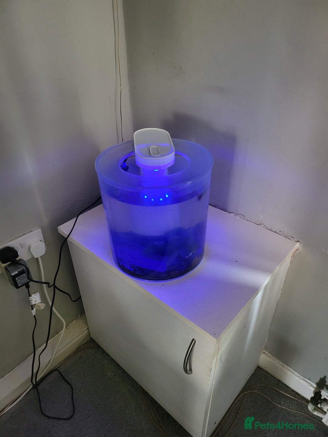 Bettas fish for sale: Cylinder tank, accessories and betta fish - Image 5