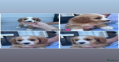 Mixed Breed dogs - Advert 1
