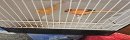 Parakeets birds for sale: Alsort cage n aviary birds  - Advert 7