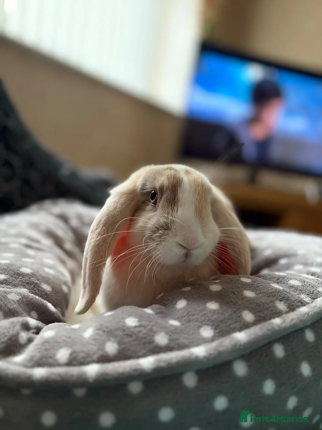 Mini Lop rabbits for sale: Mini Lop - Bella in Heanor - Advert 2
