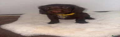 Cocker Spaniel 4