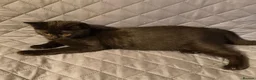 British Shorthair cats for sale: Beautiful Kittens for Sale 2 Girls & 2 Boys - Advert 5