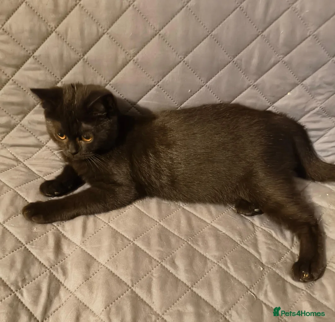 British Shorthair cats for sale: Beautiful Kittens for Sale 2 Girls & 2 Boys - Advert 5