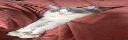 Ragdoll cats for sale: Beautiful ragdoll female  - Advert 9