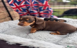 Miniature Dachshund dogs for sale: Miniature dachshund puppies  - Image 6