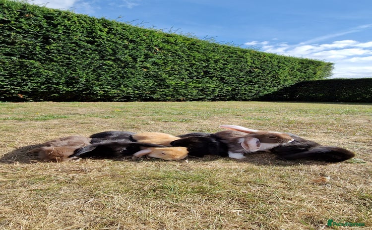 English Lop rabbits - Advert 1