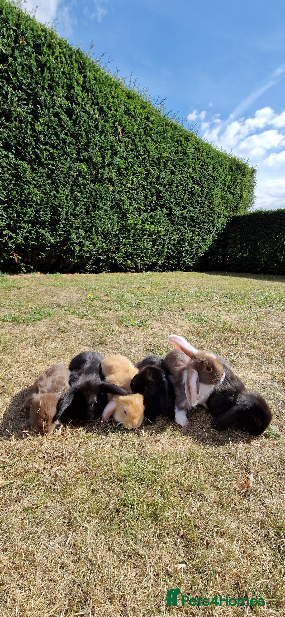English Lop rabbits for sale: 6 adorable bunnies £60 each ready for a fun home  - Image 1