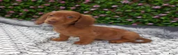 Miniature Dachshund dogs for sale: FULLY VAX LONG HAIRED MINI KC REG PRA CLR - Advert 7