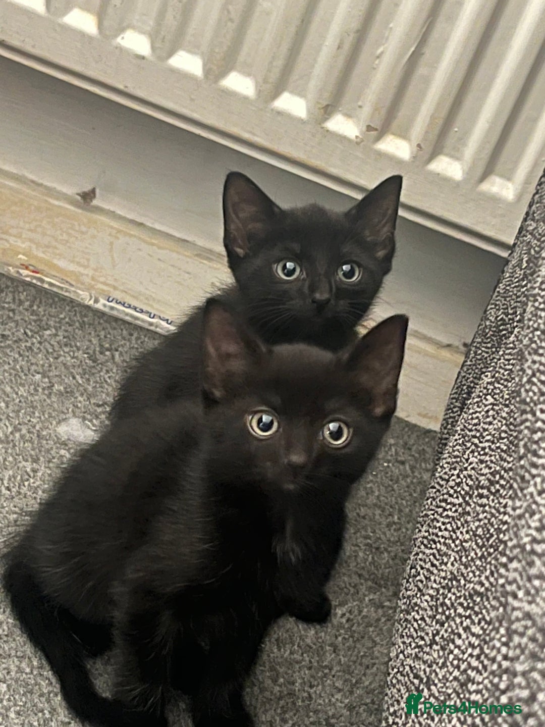 Mixed Breed cats for sale: Beautiful kittens for sale  - Image 1