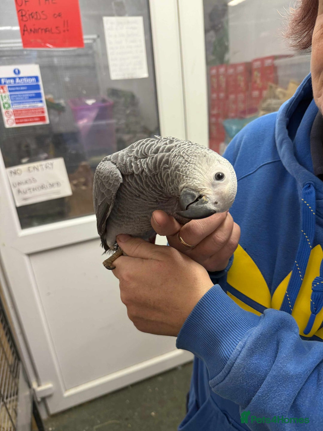 Parrots birds for sale: Silly tame greys - Image 1