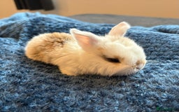 Mini Lop rabbits for sale: Pure Bred Mini Lop babies - Advert 30