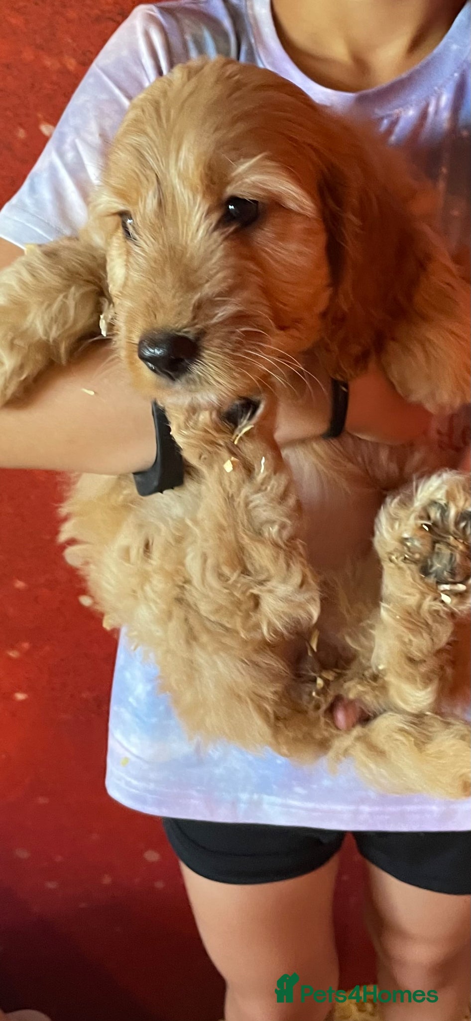 Cockapoo dogs Cockapoo Pups - Advert 1