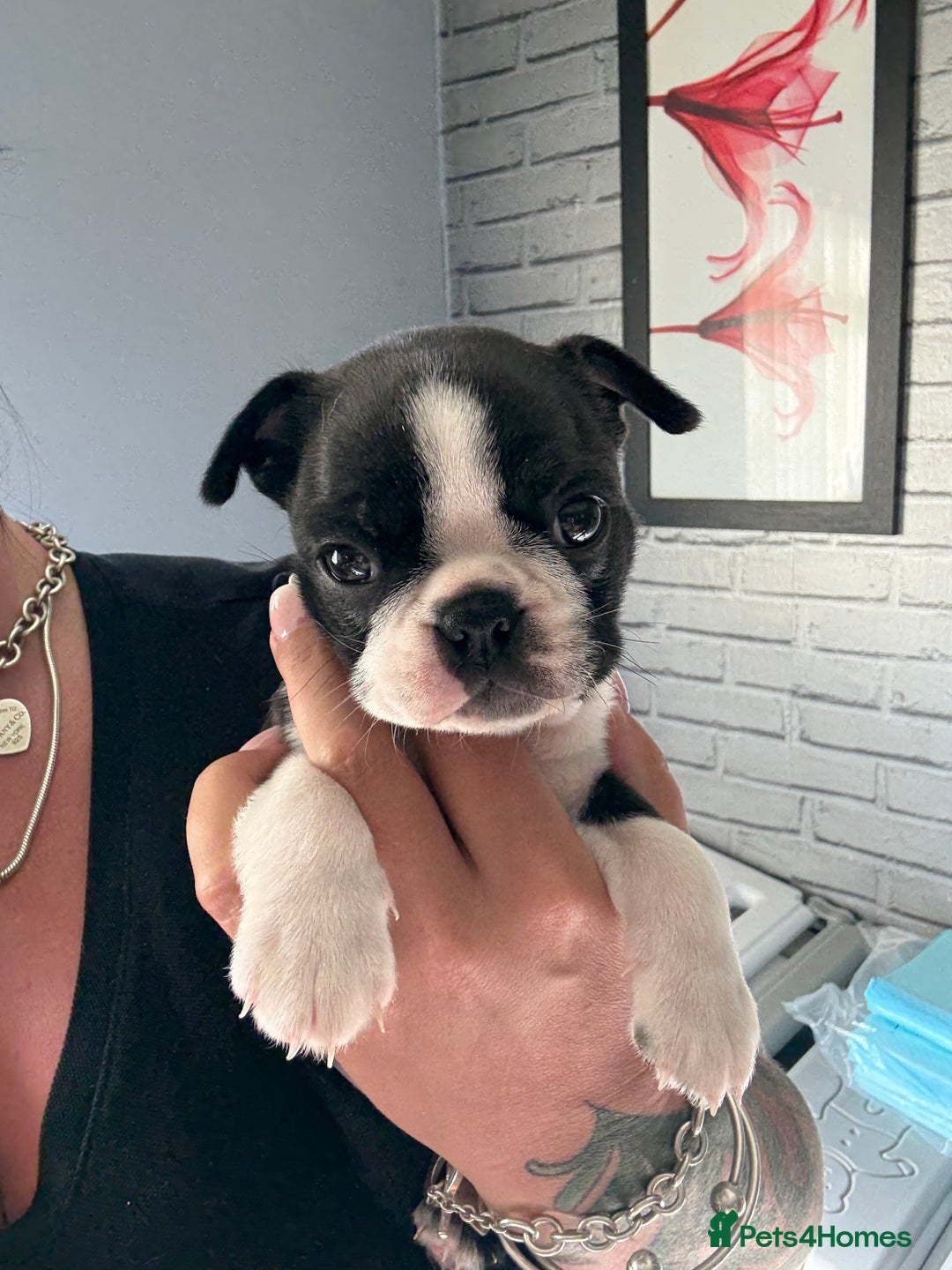 Boston Terrier dogs for sale: Kc Boston terrier  - Image 1