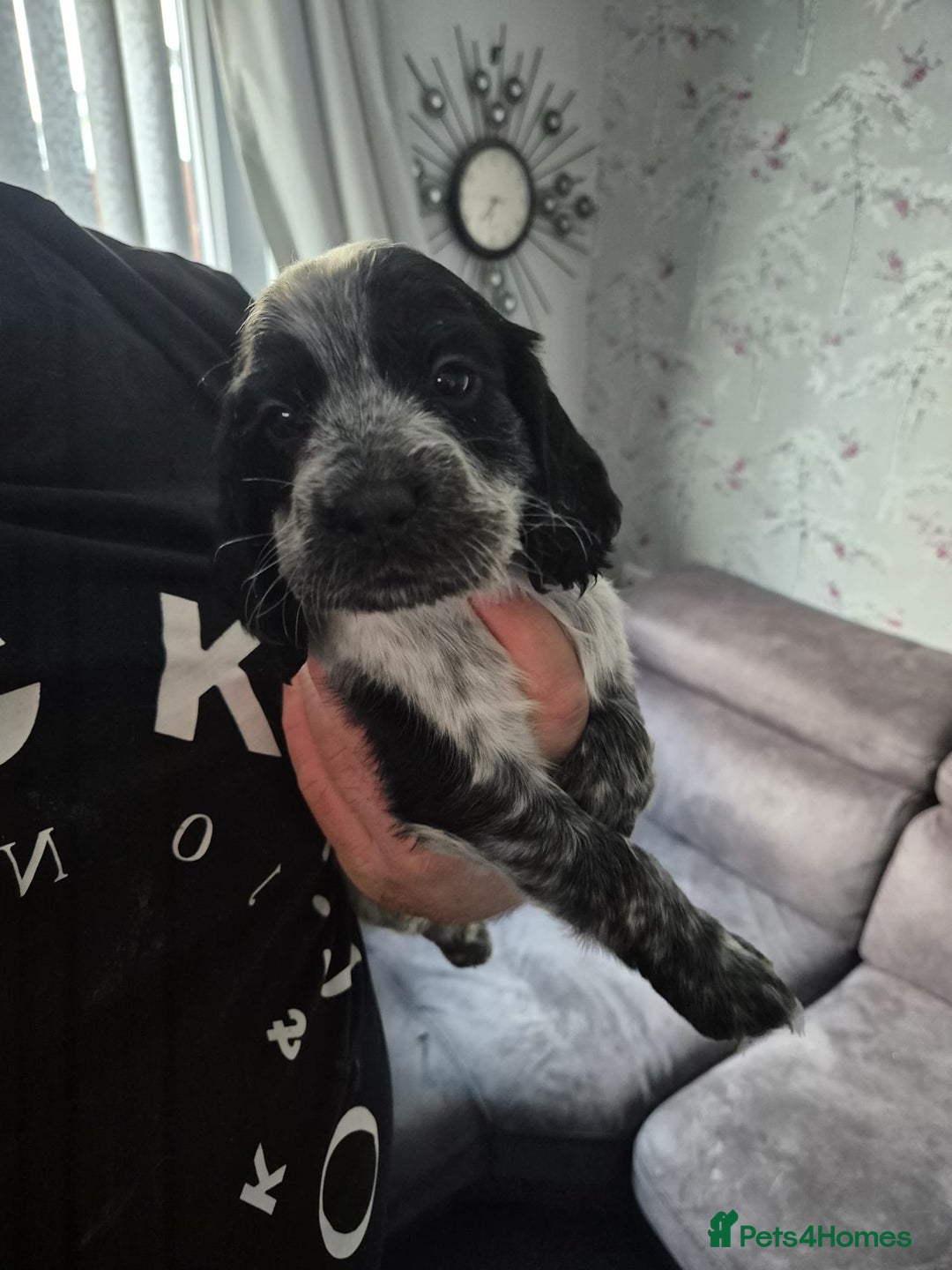 Cocker Spaniel dogs for sale: Cocker spaniel puppies - Image 6