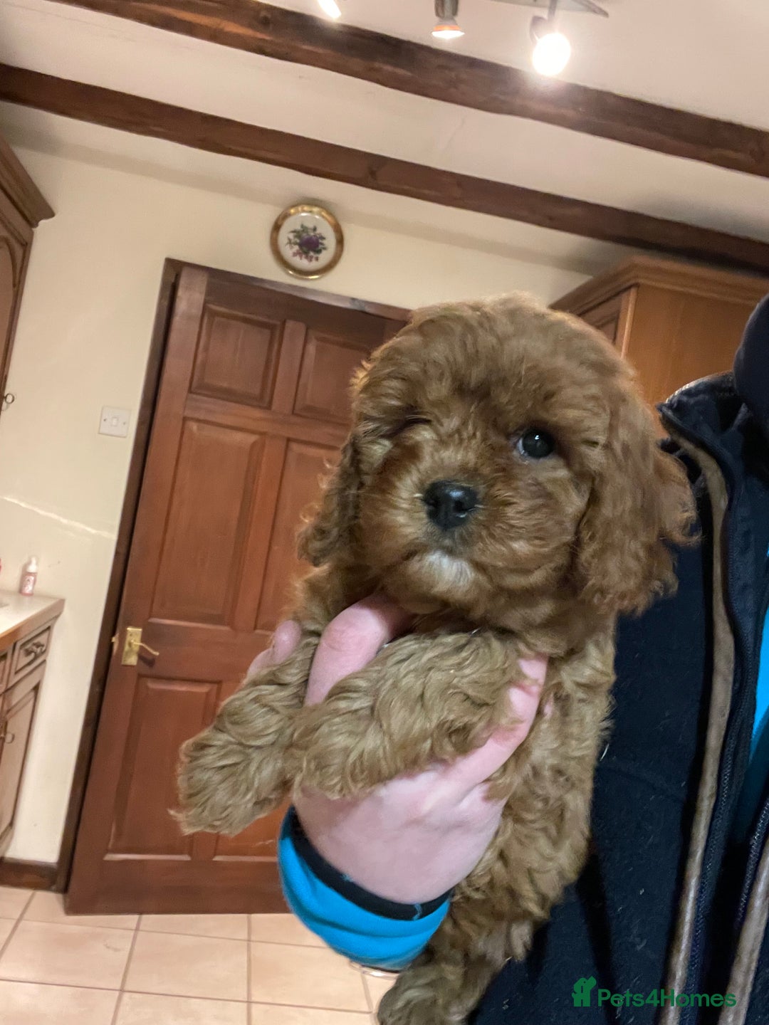 Cavapoo dogs for sale: Cavapoo girl  - Advert 1