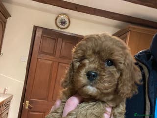 Cavapoo dogs Cavapoo girl - Advert 1