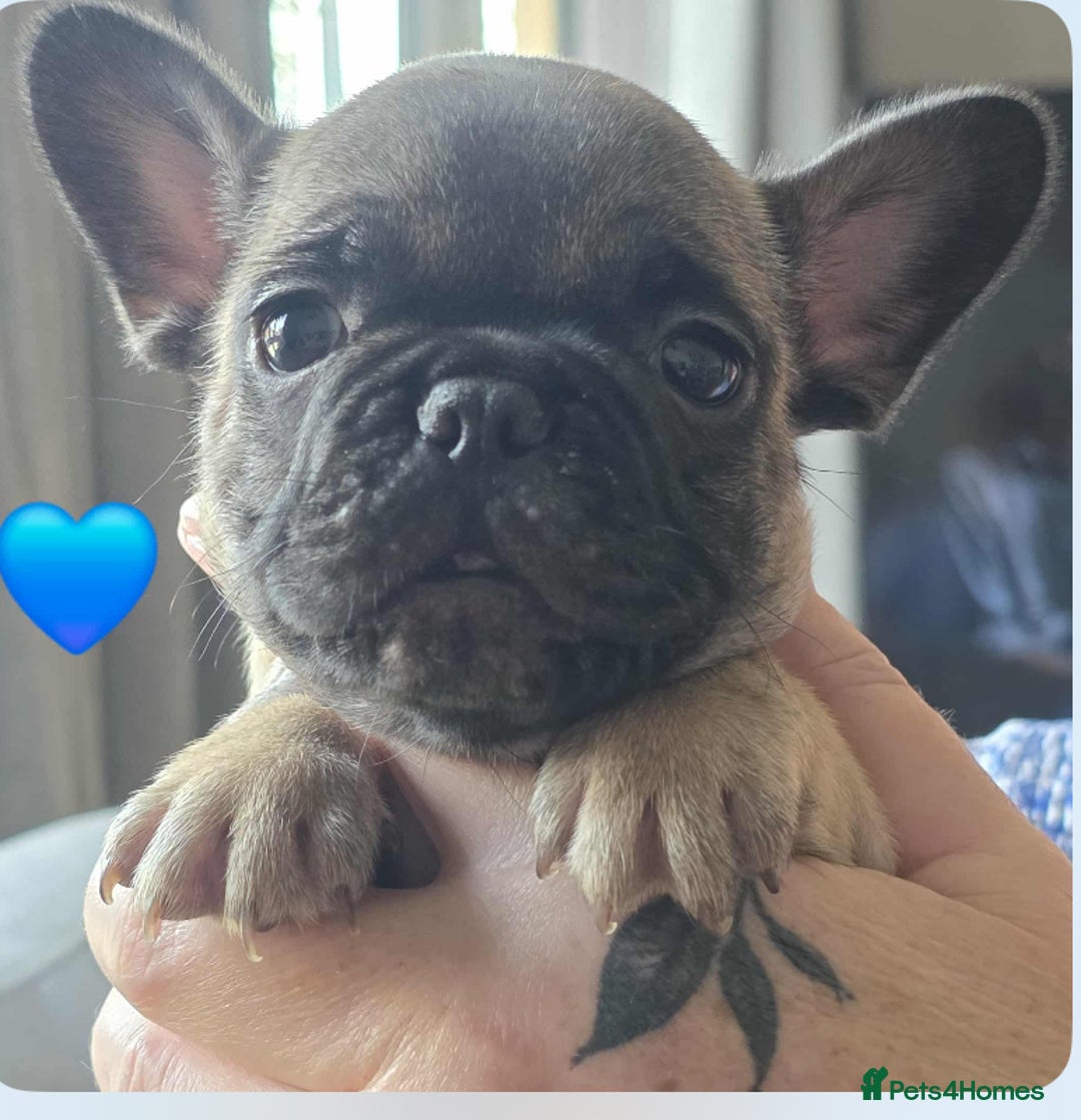 French Bulldog dogs for sale: French bulldogs  - Image 6