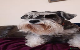 Miniature Schnauzer dogs for sale: Stunning Miniature Schnauzer Puppies - Image 4