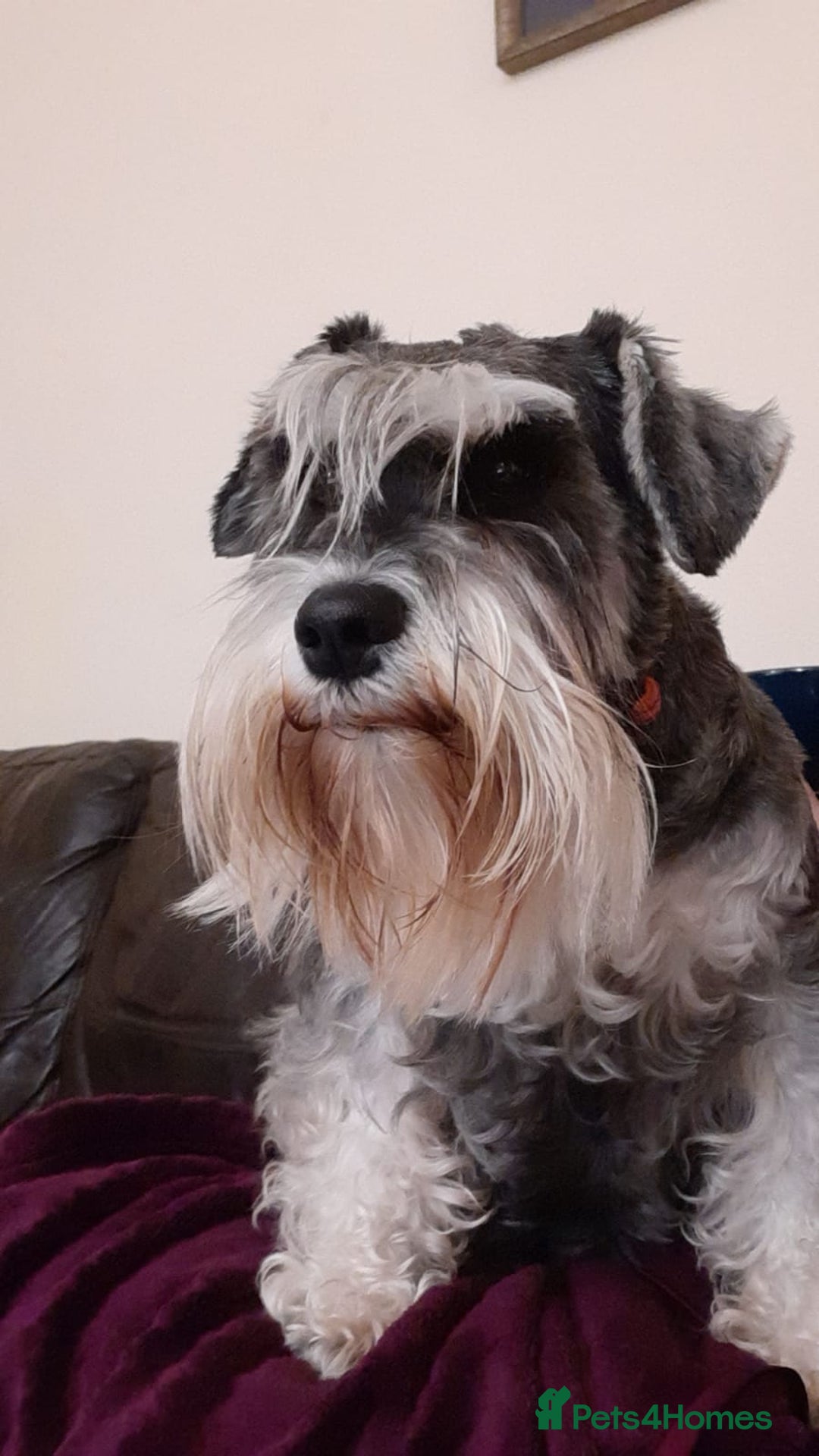 Miniature Schnauzer dogs for sale: Stunning Miniature Schnauzer Puppies - Image 4