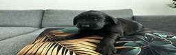 Flat coated Retriever dogs for sale: KC Reg Flat Coated Puppy - Advert 2