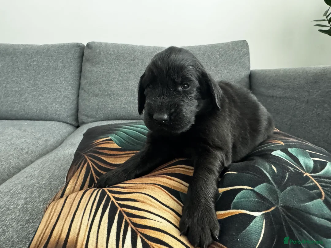 Flat coated Retriever dogs for sale: KC Reg Flat Coated Puppy - Advert 2