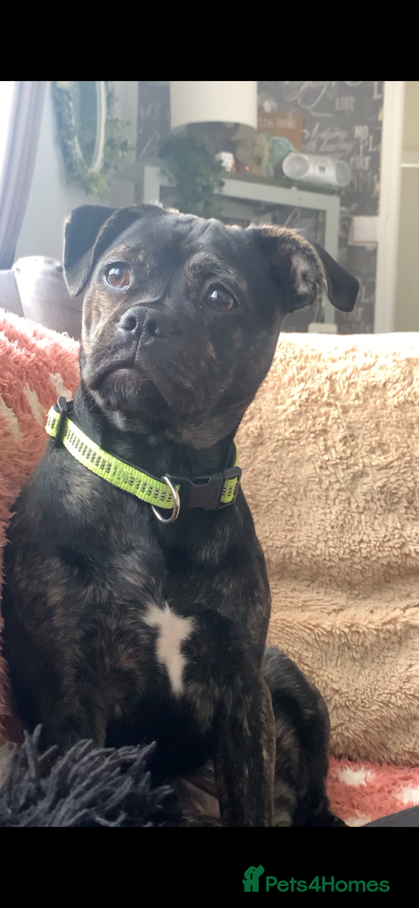 Mixed Breed dogs Girl pup  in Swindon - Advert 1