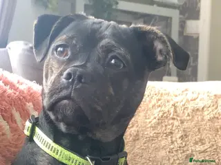 Mixed Breed dogs Girl pup in Swindon - Advert 7