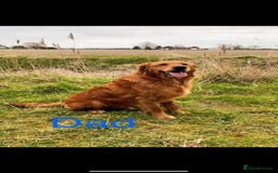 Goldador dogs for sale: Chunky dark red Goldador puppies  - Image 7