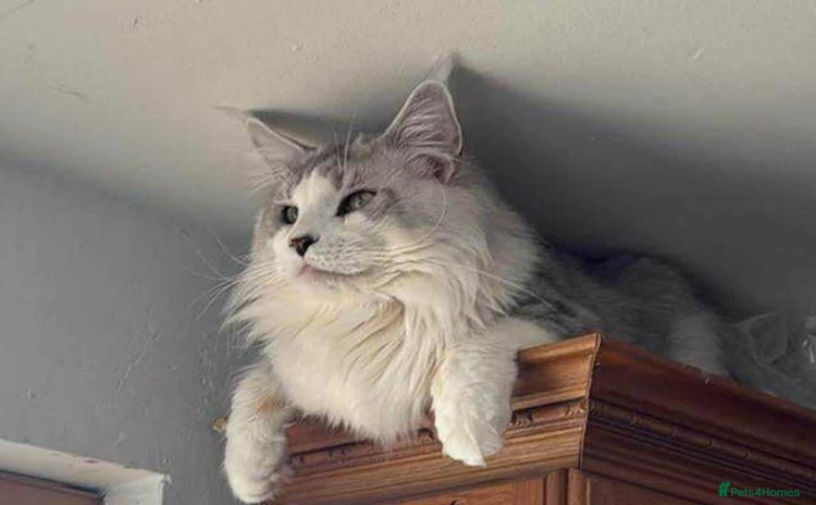 Maine Coon cats - Advert 2