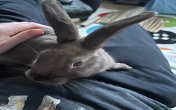 Netherland Dwarf rabbits for sale: Young neverland dwarf rabbit (Ezra)  - Image 6