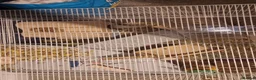 Gerbil rodents for sale: 2 paired gerbils and set up!  in Daventry - Advert 6