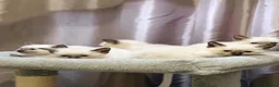 Siamese cats for sale: Fluffy Siamese x Ragdoll Kittens – Blue Eyes - Advert 10
