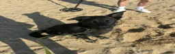 German Shepherd dogs for sale: Healthy German Shepherd Puppies - Advert 6