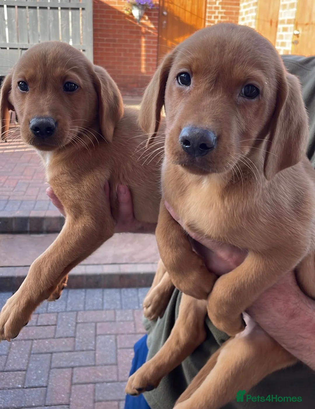Labrador Retriever dogs for sale: Health Tested Working Labrador Pups - Advert 2