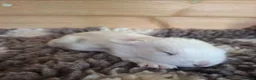 Mini Lop rabbits for sale: Young Rabbits for sale in Liss - Advert 3