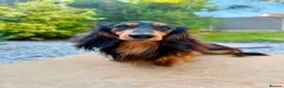 Miniature Dachshund dogs for stud: Mini Dachshund IVDD Screened Black & Tan Stud - Advert 4