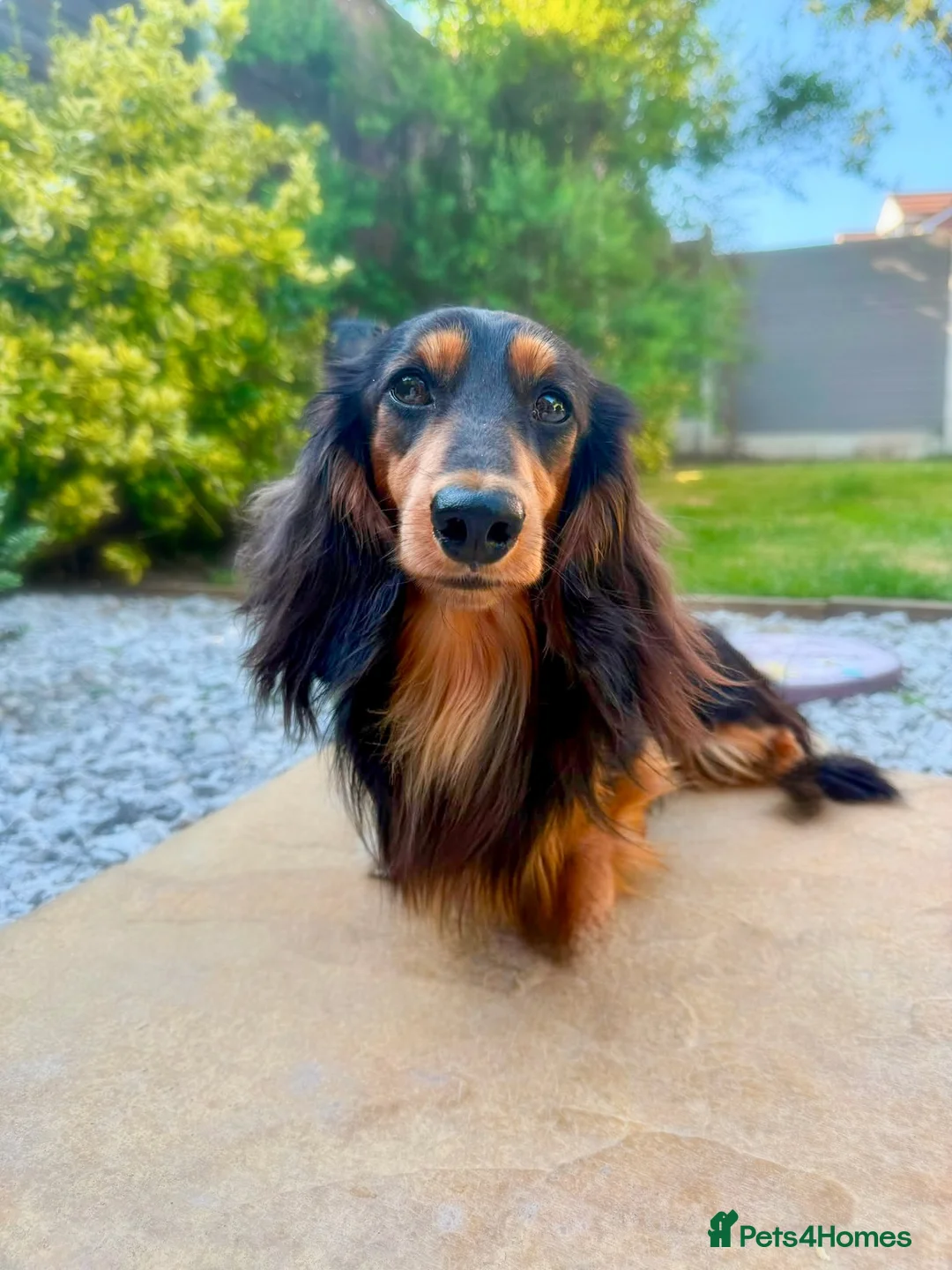 Miniature Dachshund dogs for stud: Mini Dachshund IVDD Screened Black & Tan Stud - Advert 4